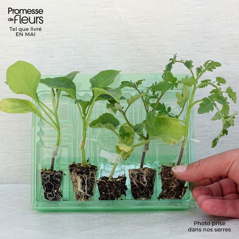Spécimen de Collection Légumes d'été, 5 plants potagers GREFFES tel que livré en printemps
