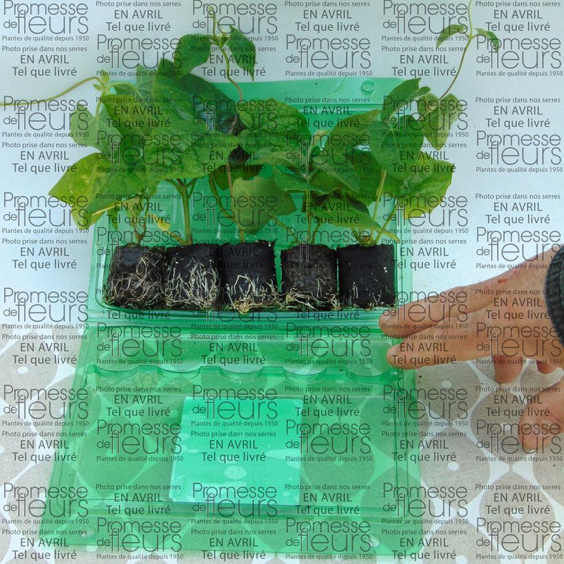 Exemple de spécimen de Collection Thunbergia Alata - Suzannes aux yeux noirs tel que livré