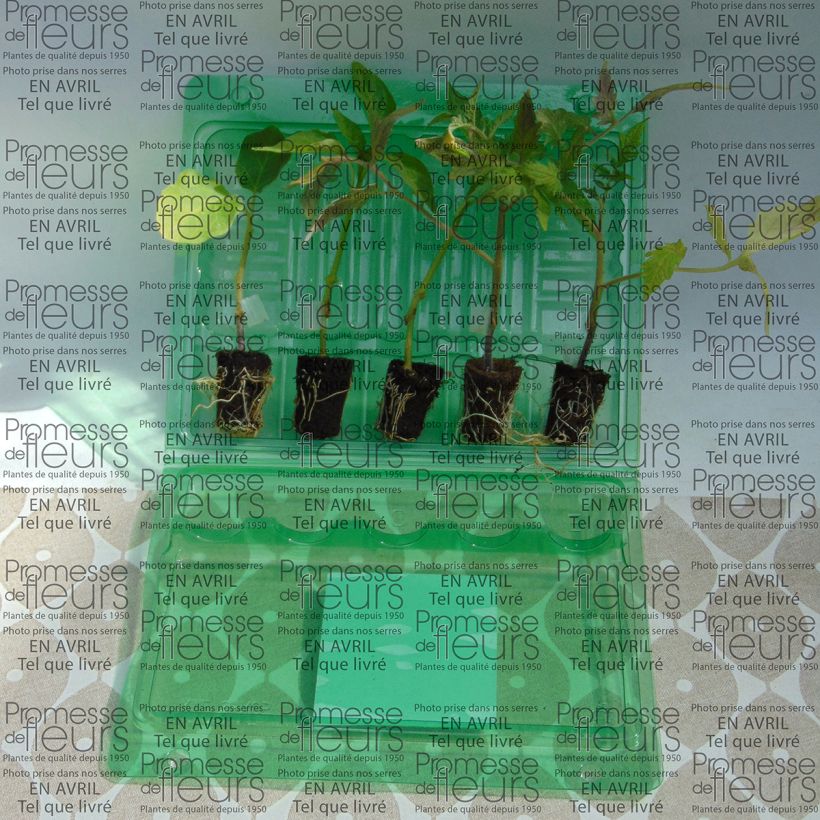 Exemple de spécimen de Collection "Ratatouille" de 5 plants potagers GREFFES tel que livré