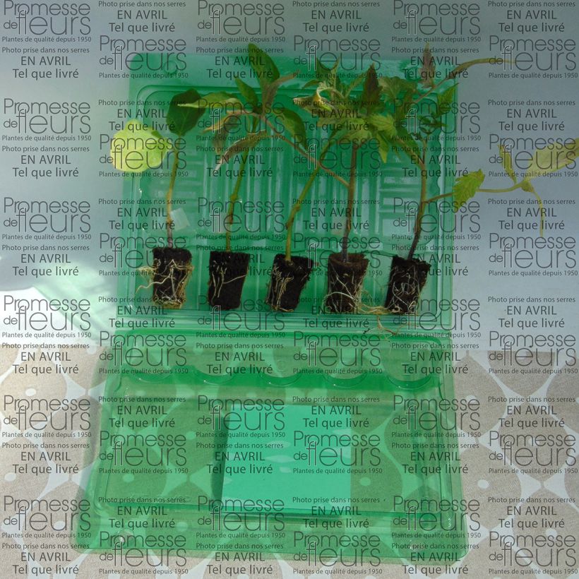 Exemple de spécimen de Collection Ratatouille de 5 plants potagers GREFFES tel que livré