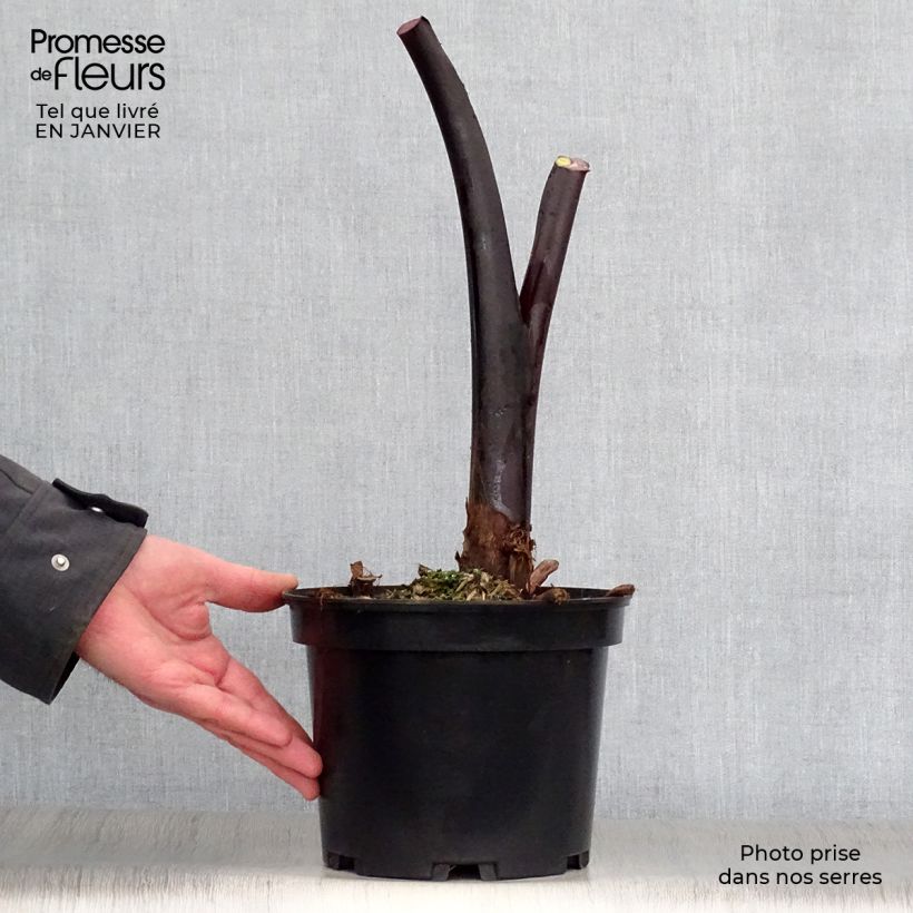 Spécimen de Colocasia Black Stem - Oreille d'Eléphant tel que livré en hiver
