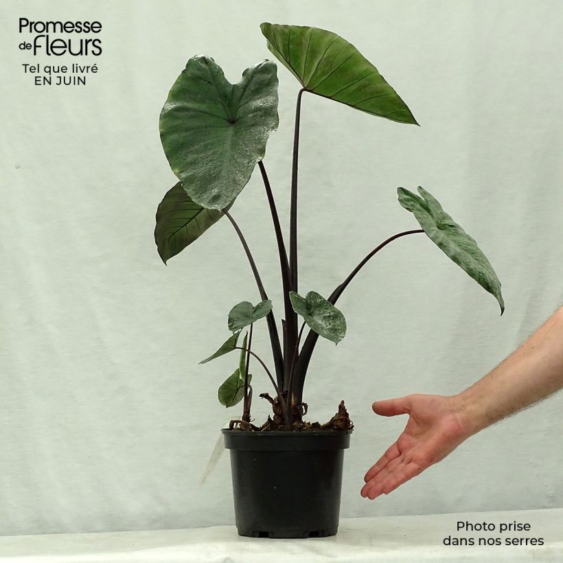 Spécimen de Colocasia Black Stem - Oreille d'Eléphant - Godet de 8/9 cm tel que livré en été