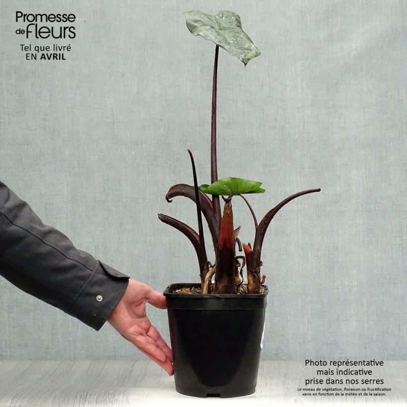 Spécimen de Colocasia Black Stem - Oreille d'Eléphant Pot de 3L/4L tel que livré au printemps