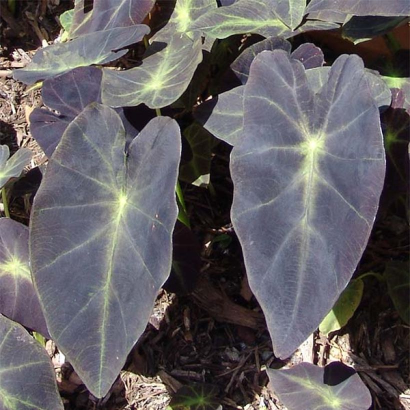 Colocasia Black magic - Oreille d'Eléphant  (Feuillage)