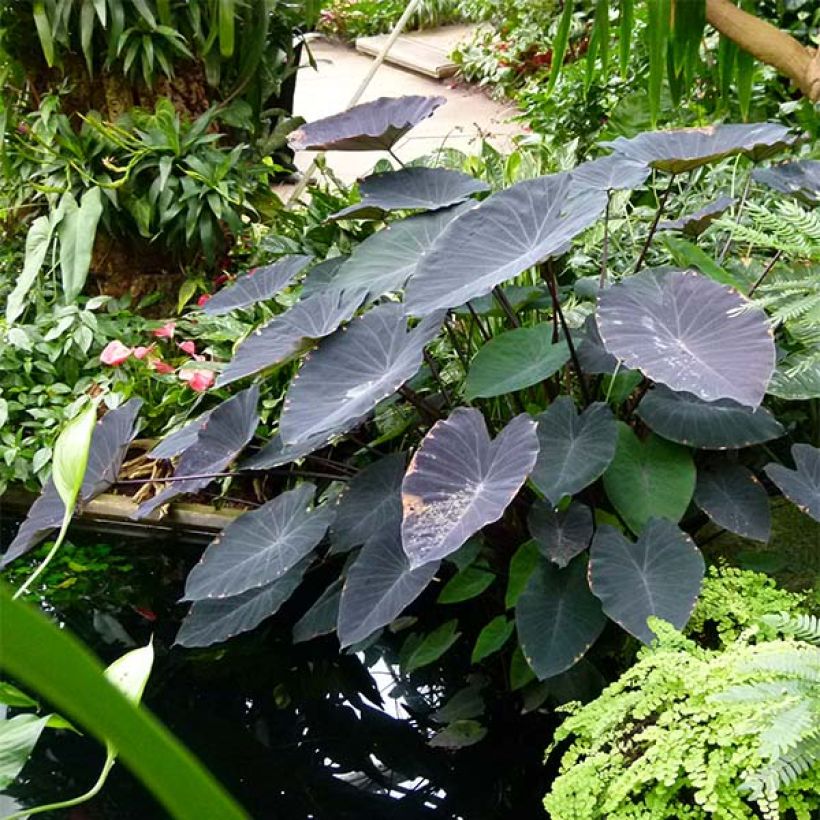 Colocasia Black magic - Oreille d'Eléphant  (Port)