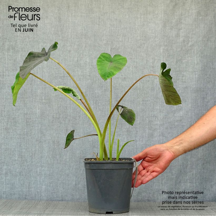 Spécimen de Colocasia Black magic - Oreille d'Eléphant  Pot de 4L/5L tel que livré en été