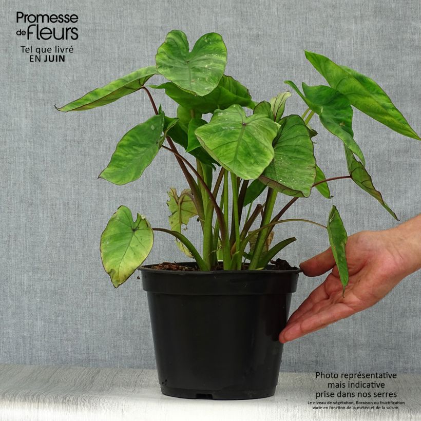 Spécimen de Colocasia Blue hawaii - Oreille d'éléphant Pot de 4L/5L tel que livré en été