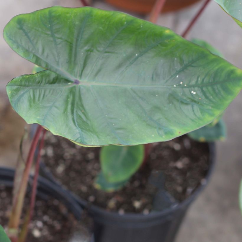 Colocasia Hawaiian Punch - Taro  (Feuillage)