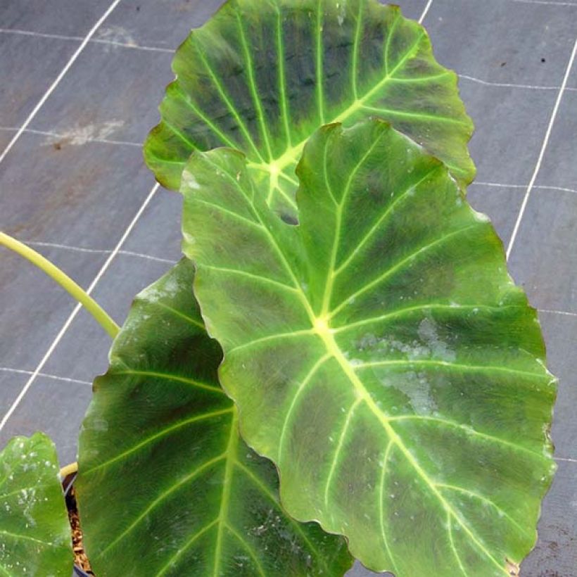 Colocasia Imperial Gigante - Oreille d'Eléphant  (Feuillage)