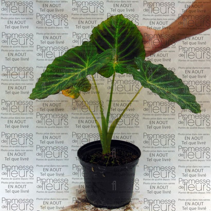 Exemple de spécimen de Colocasia Imperial Gigante - Oreille d'Eléphant  Bulbe tel que livré