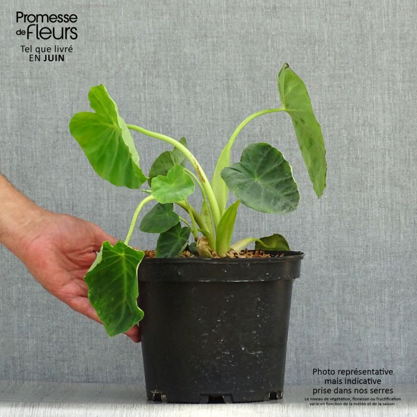 Spécimen de Colocasia Jack's Giant - Oreille d'éléphant Pot de 3L/4L tel que livré en été