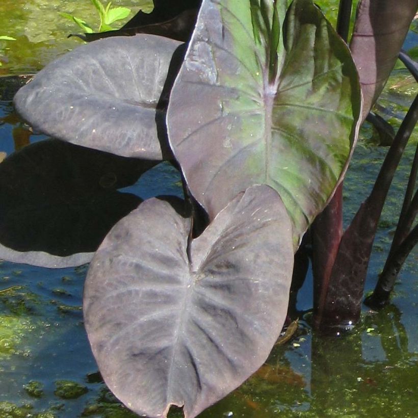 Colocasia Kona Coffee - Taro (Feuillage)