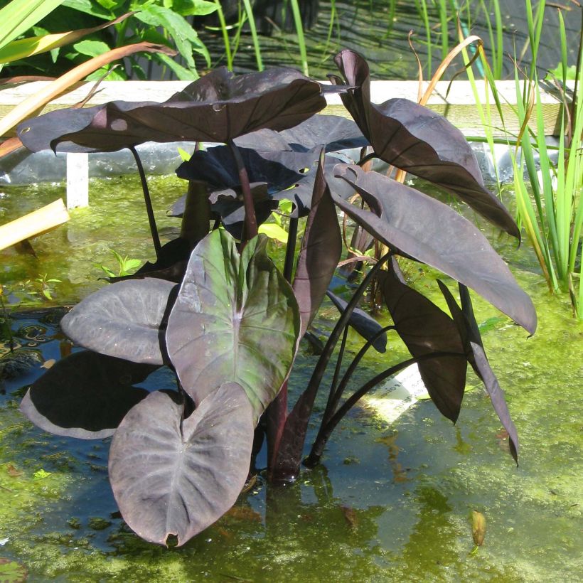 Colocasia Kona Coffee - Taro (Port)