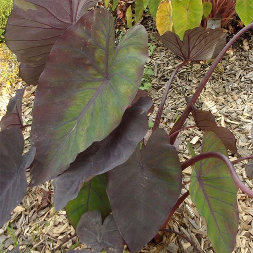 Colocasia Madeira - Oreille d'Eléphant (Feuillage)