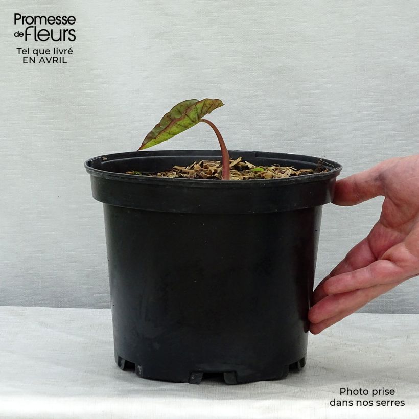 Spécimen de Colocasia Madeira - Oreille d'Eléphant Pot de 3L/4L tel que livré au printemps