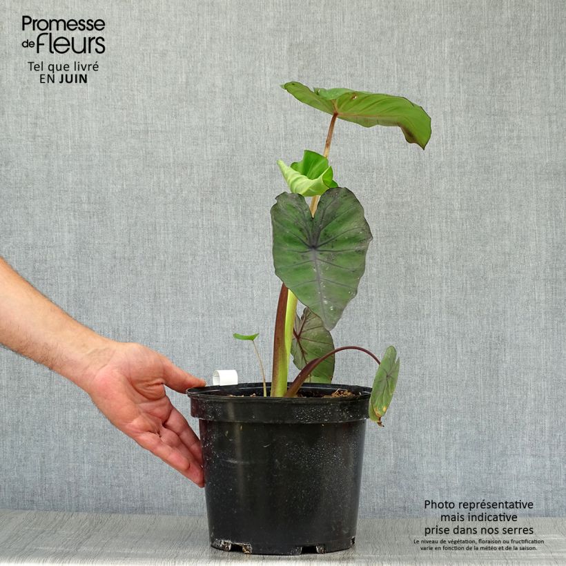 Spécimen de Colocasia Madeira - Oreille d'Eléphant Pot de 3L/4L tel que livré en été