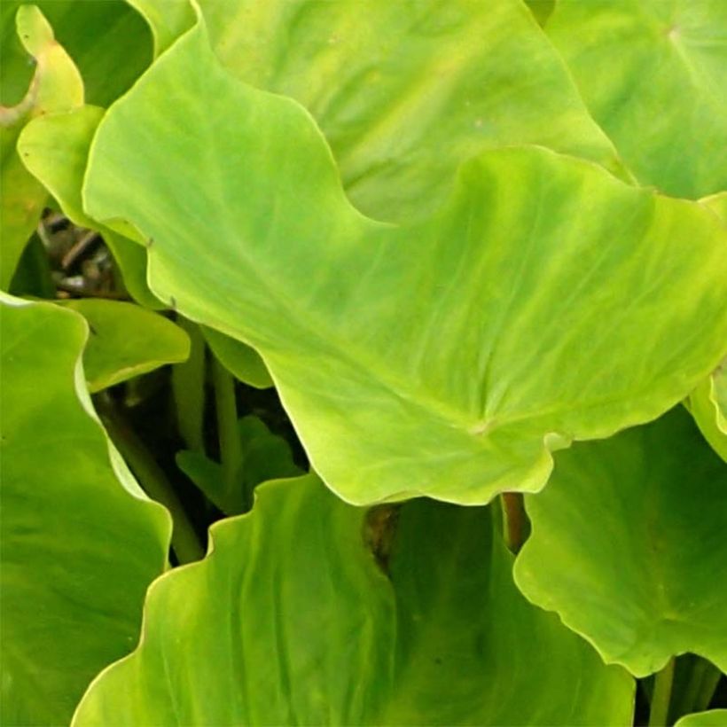 Colocasia Maui Gold - Taro (Feuillage)