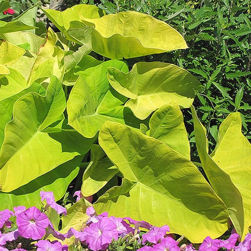 Colocasia Maui Gold - Taro (Port)