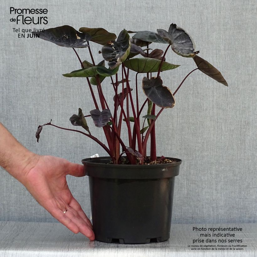 Spécimen de Colocasia Painted Black Gecko - Oreille d'éléphant  Pot de 4L/5L tel que livré en été