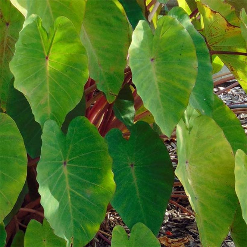 Colocasia Pink China - Oreille d'Eléphant (Feuillage)