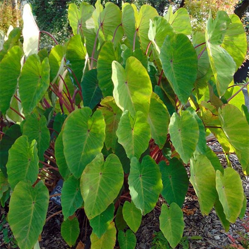 Colocasia Pink China - Oreille d'Eléphant (Port)