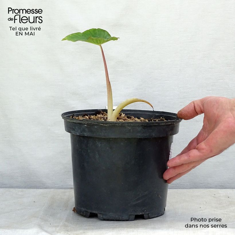 Spécimen de Colocasia Pink China - Oreille d'Eléphant Pot de 3L/4L tel que livré au printemps
