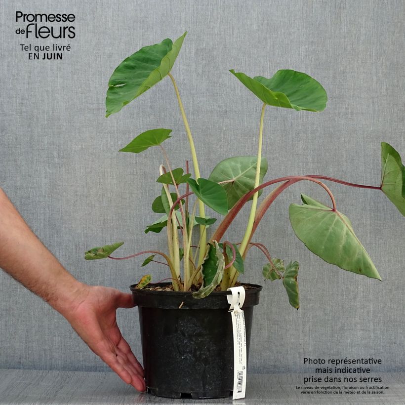 Spécimen de Colocasia Pink China - Oreille d'Eléphant Pot de 3L/4L tel que livré en été