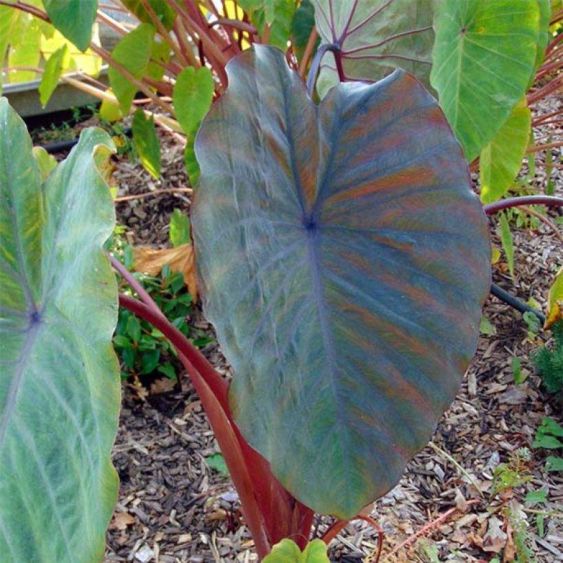 Colocasia Sangria - Oreille d'Eléphant  (Feuillage)