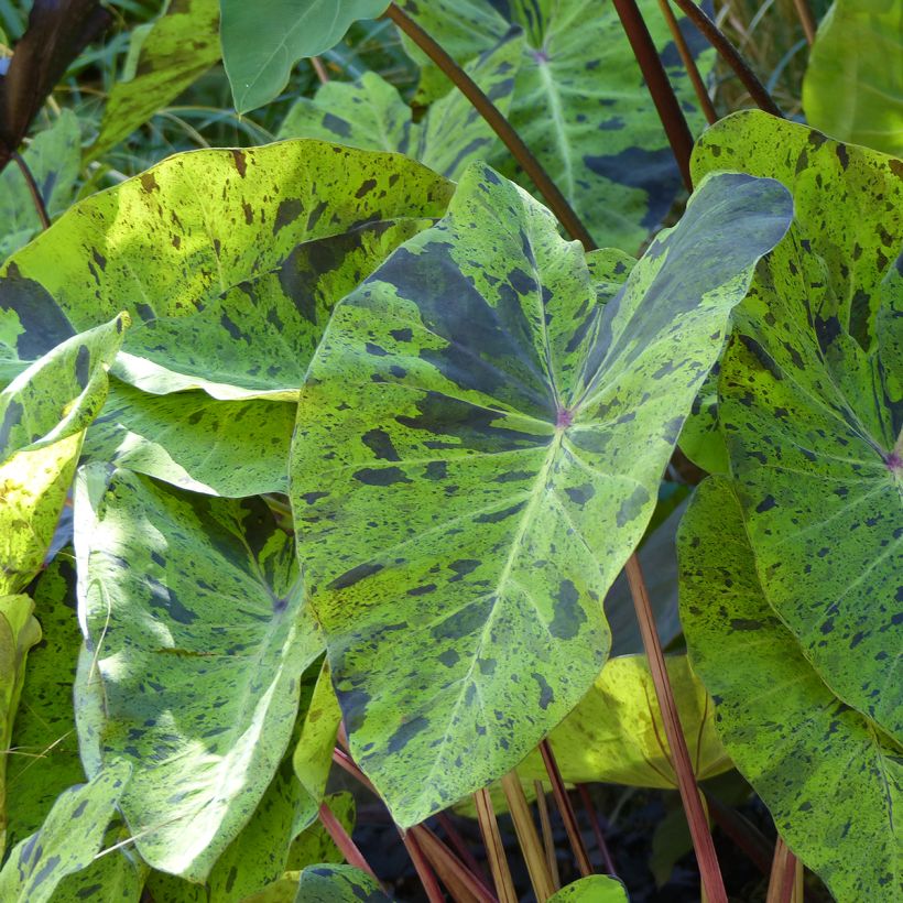 Colocasia esculenta Mojito - Oreille d'Eléphant (Feuillage)