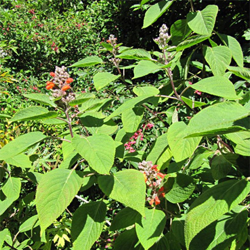 Colquhounia coccinea (Feuillage)