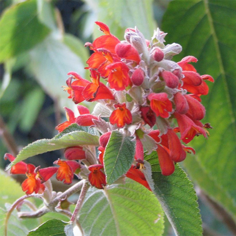 Colquhounia coccinea (Floraison)