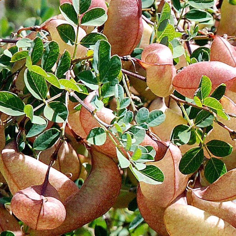 Colutea arborescens - Baguenaudier  (Feuillage)