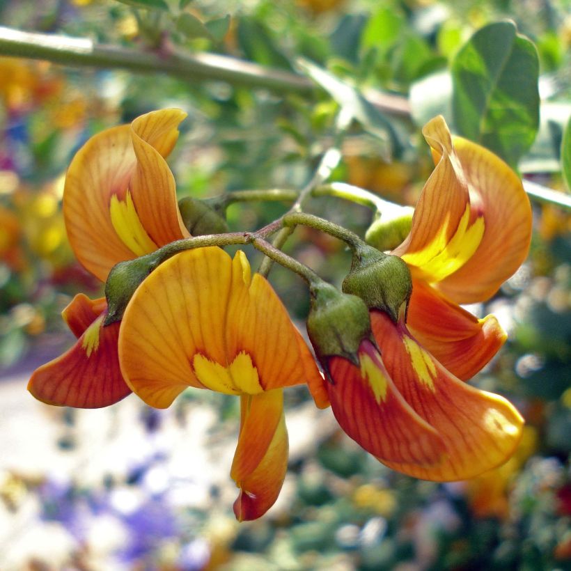 Colutea arborescens - Baguenaudier  (Floraison)