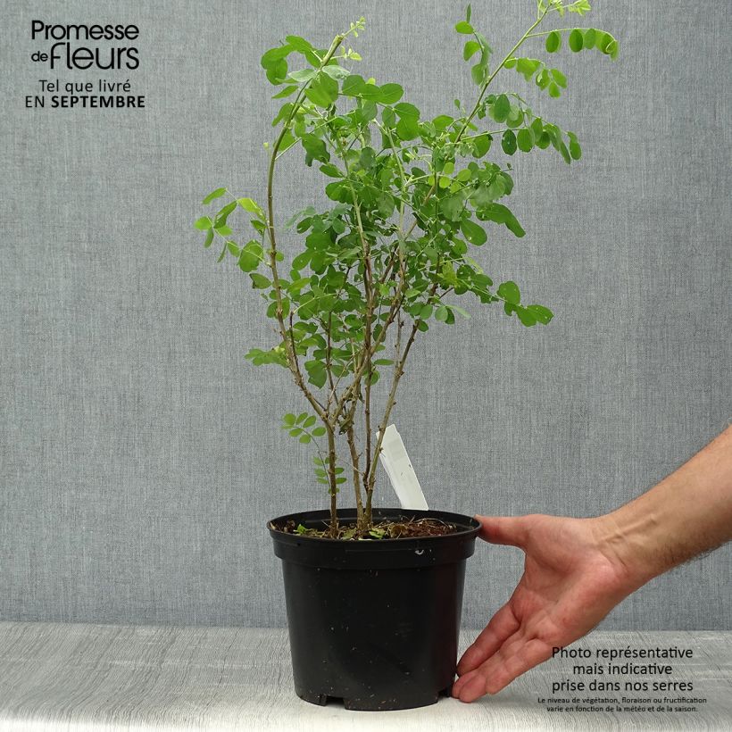 Spécimen de Colutea arborescens - Baguenaudier  Pot de 2L/3LHauteur livrée env. 40/+cm tel que livré en automne