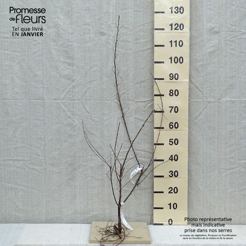 Spécimen de Colutea arborescens - Baguenaudier  tel que livré en hiver
