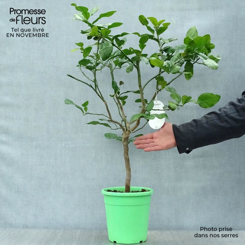 Spécimen de Combawa - Citrus hystrix en pot de 3L tel que livré en automne