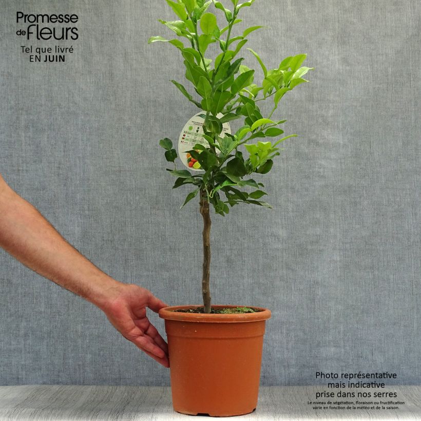 Spécimen de Combawa - Citrus hystrix Pot de 4L/5L tel que livré en été