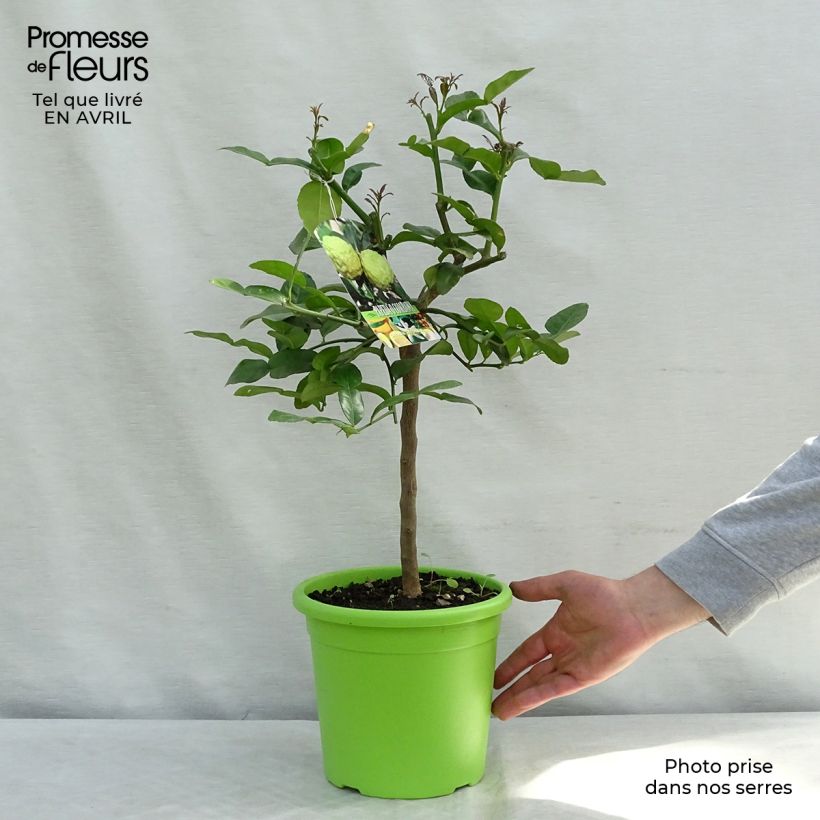 Spécimen de Combawa - Citrus hystrix en pot de 5 L tel que livré au printemps