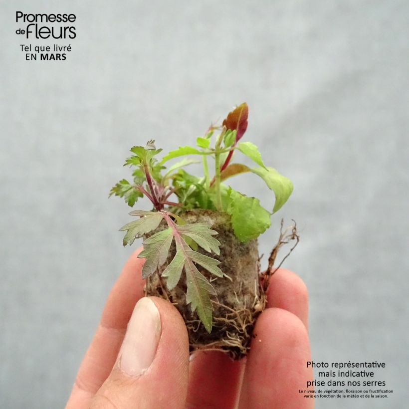 Spécimen de Composition Bee Fabulous - Composition de 3 plantes Mini-motte 3,5 cm tel que livré au printemps
