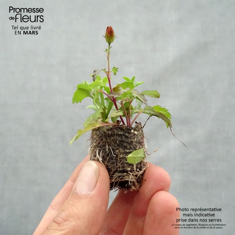 Spécimen de Composition Bee Licious - Composition de 3 plantes Mini-motte 3,5 cm tel que livré au printemps