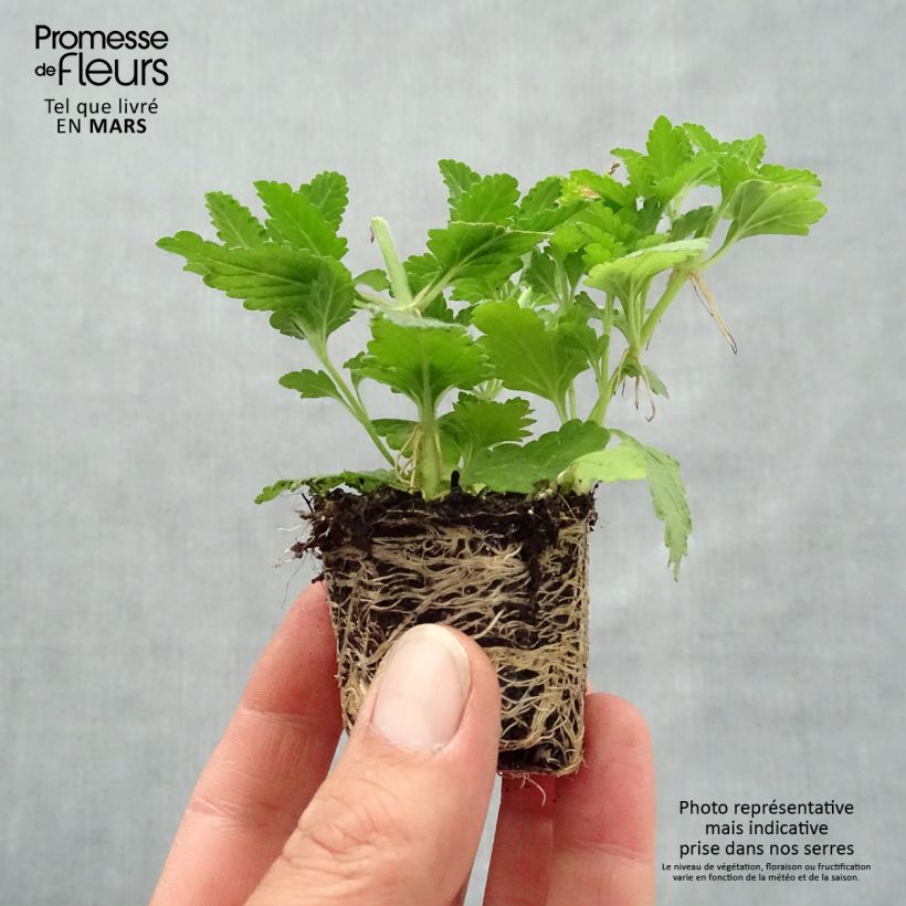 Spécimen de Composition Belle Epoque - 3 Verveines des jardins Mini-motte 4 cm tel que livré au printemps