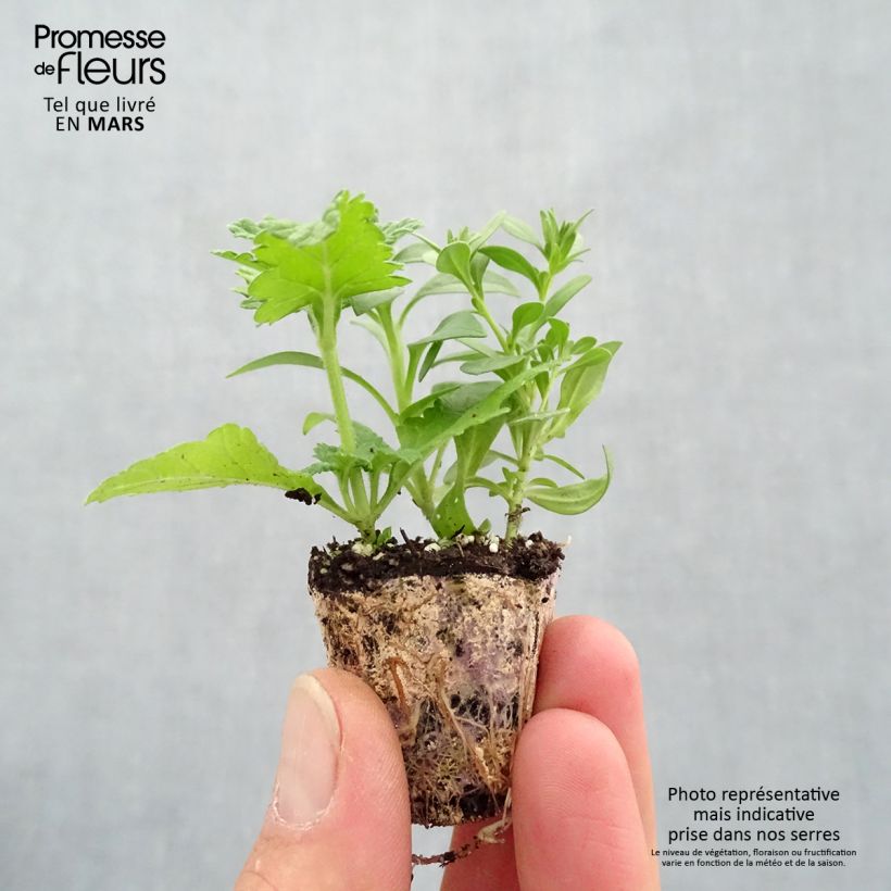 Spécimen de Composition Power Play - Composition de 3 plantes annuelles Mini-motte 4 cm tel que livré au printemps