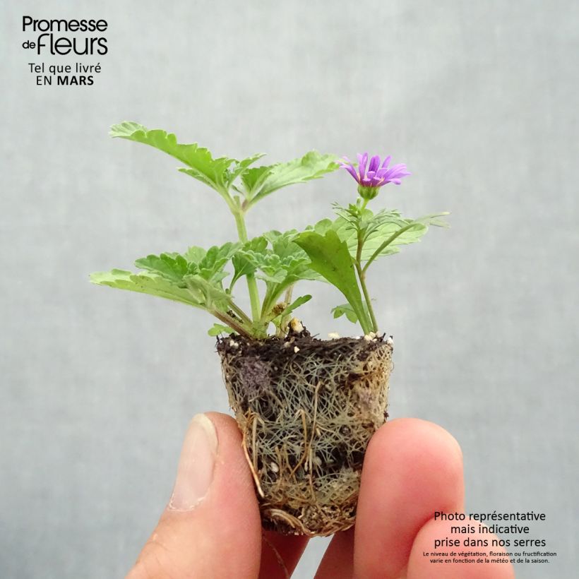 Spécimen de Composition Purple Rain imp. - Composition de 3 plantes annuelles Mini-motte 4 cm tel que livré au printemps