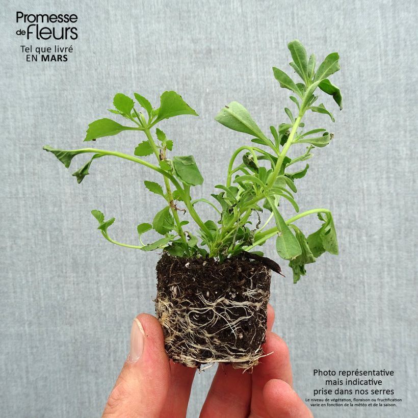 Spécimen de Composition Romance 20 - Composition de 3 plantes annuelles Mini-motte 4 cm tel que livré au printemps