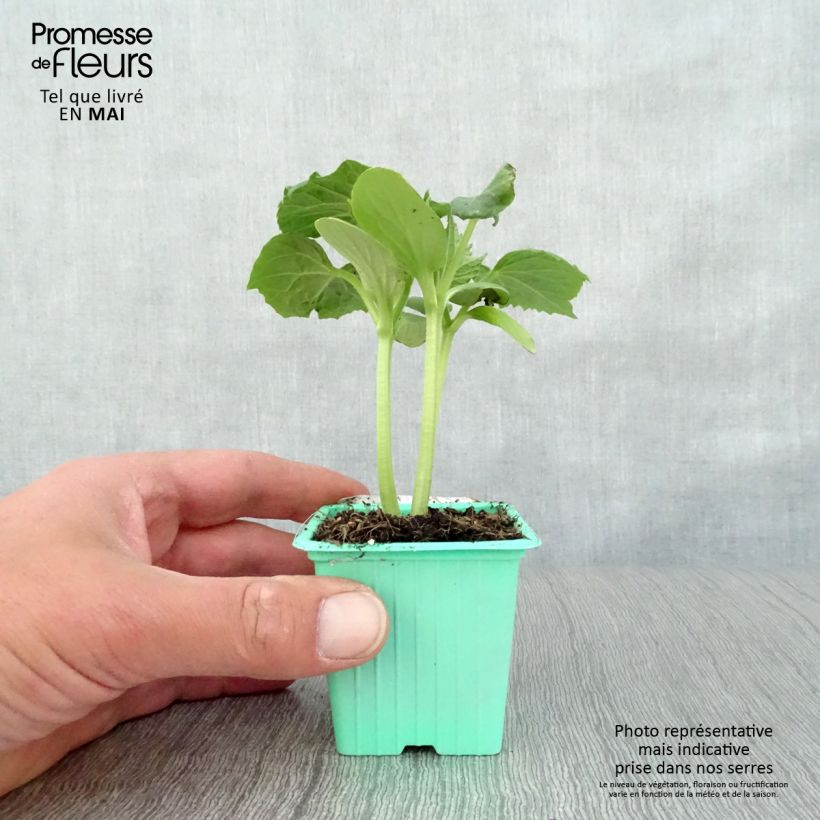 Spécimen de Concombre Tanja - Cucumis sativus en plants Godet de 7/8 cm tel que livré au printemps