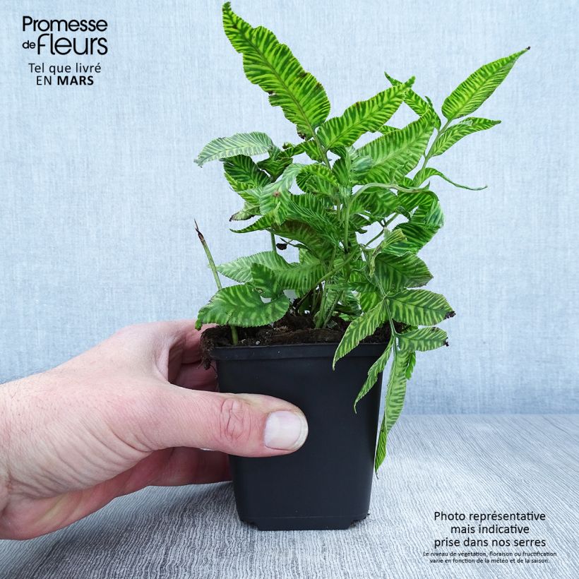 Spécimen de Coniogramme emeiensis - Fougère bambou Godet de 9cm tel que livré au printemps