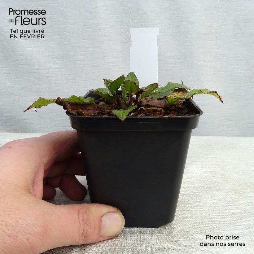 Spécimen de Consoude - Symphytum azureum Godet de 8/9 cm tel que livré en hiver