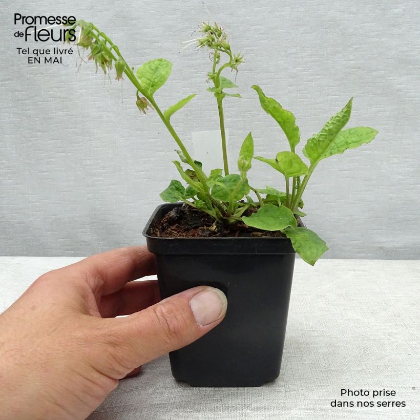 Spécimen de Consoude - Symphytum azureum en godet de 9 cm tel que livré au printemps