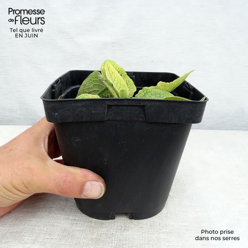 Spécimen de Consoude - Symphytum azureum Pot de 2L/3L tel que livré en été