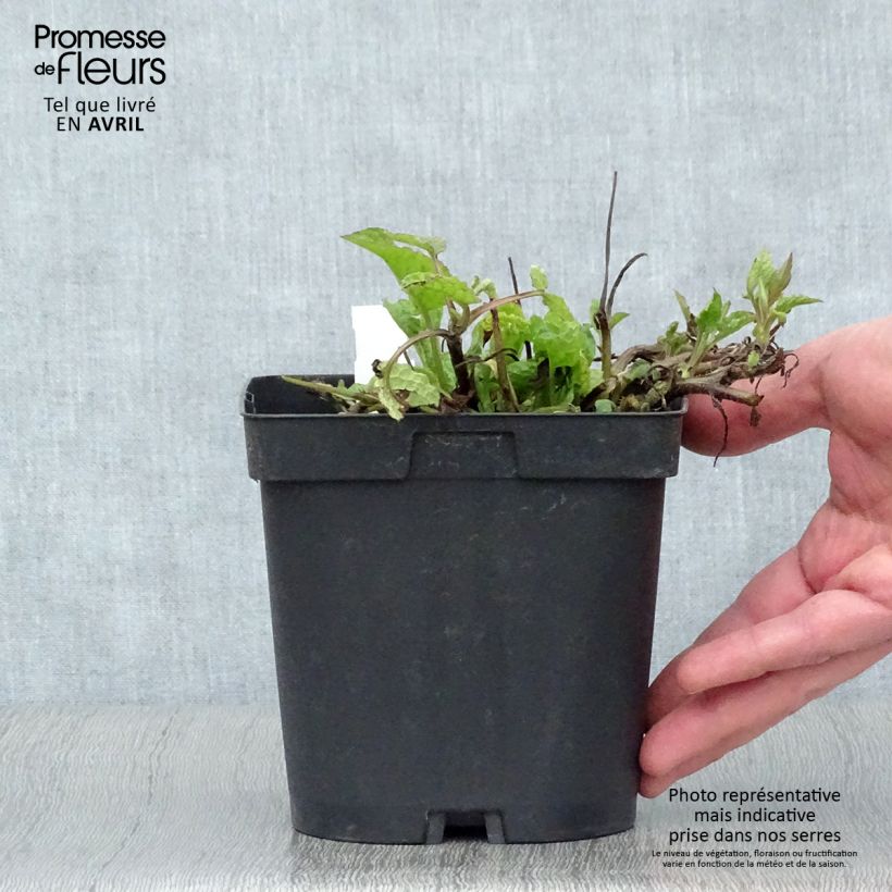 Spécimen de Consoude - Symphytum azureum en pot de 2/3L tel que livré au printemps